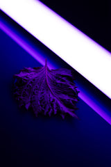 KOMBUCHA BIO SHISO POURPRE